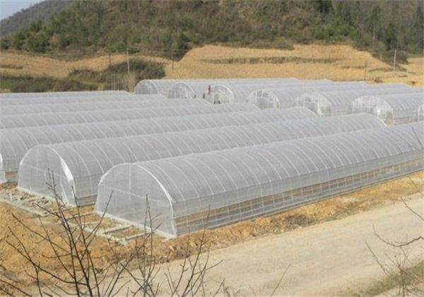 山东连栋薄膜大棚建设厂家
