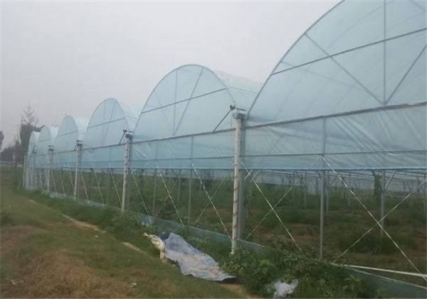 山东温室大棚厂家