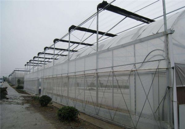 温室大棚怎么铺设薄膜以防杂草生长